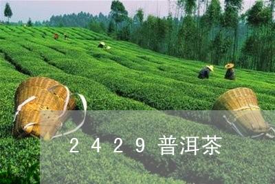 2429普洱茶/2023120316360