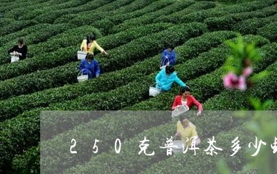 250克普洱茶多少钱/2023092987374