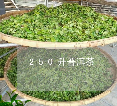 250升普洱茶/2023112653048