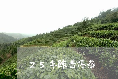 25年陈普洱茶/2023101635916