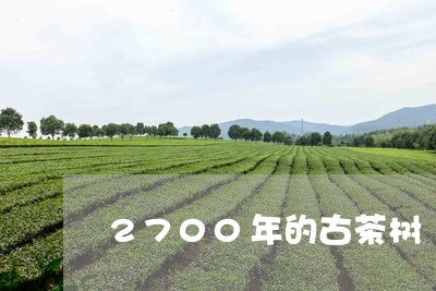 2700年的古茶树/2023042168484