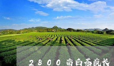 2800亩白茶疯长/2023121573937