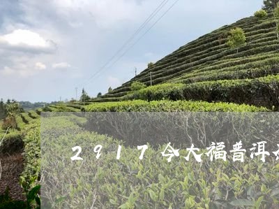 2917今大福普洱茶/2023100624725