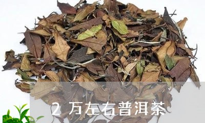 2万左右普洱茶/2023120393149