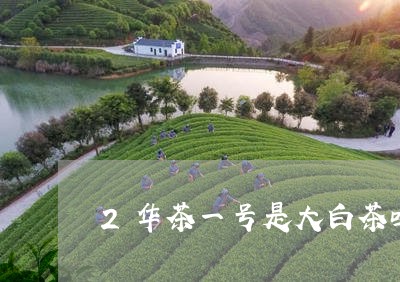 2华茶一号是大白茶吗/2023092712805