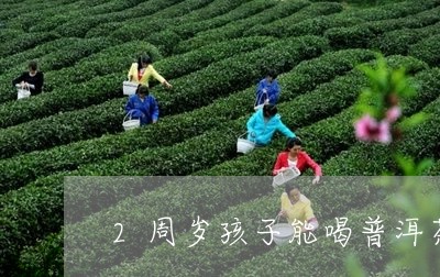 2周岁孩子能喝普洱茶吗/2023082474937