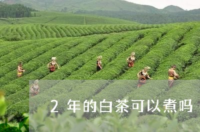 2年的白茶可以煮吗/2023121554818