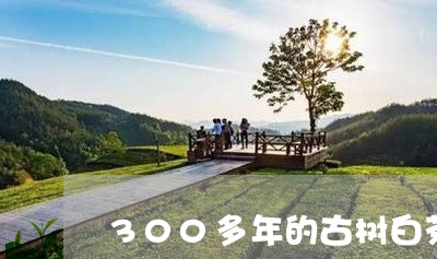 300多年的古树白茶/2023092796159