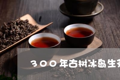 300年古树冰岛生茶/2023092247615