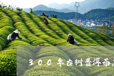 300年古树普洱茶怎么鉴别/2023102576050