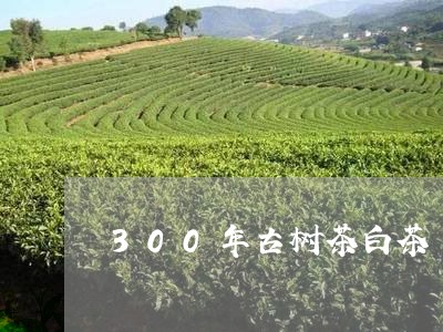 300年古树茶白茶/2023121536103