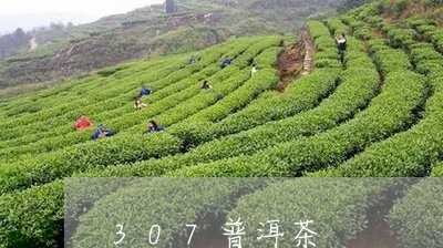 307普洱茶/2023112692924