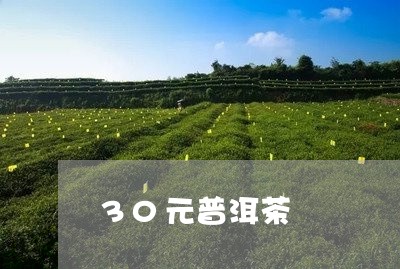 30元普洱茶/2023042616410