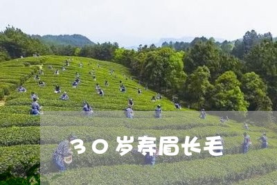 30岁寿眉长毛/2023112447482