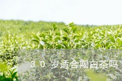 30岁适合喝白茶吗/2023121583725