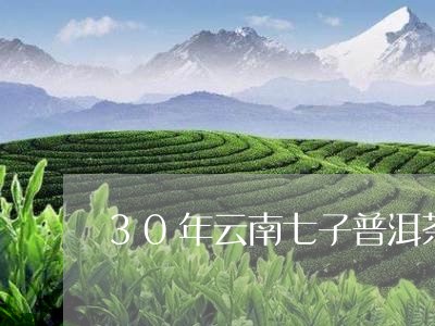 30年云南七子普洱茶/2023073050485