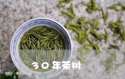 30年茶树/2023090220593