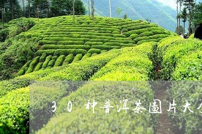 30种普洱茶图片大全/2023100601725