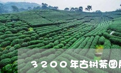 3200年古树茶图片/2023071683817