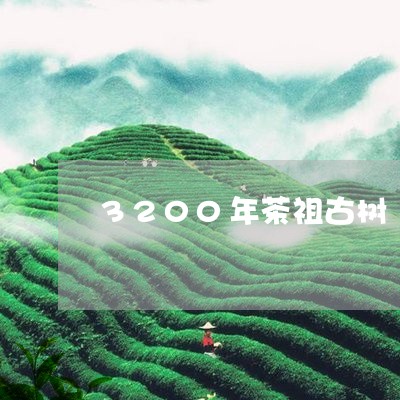 3200年茶祖古树/2023042323717