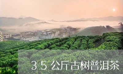 35公斤古树普洱茶/2023062072825