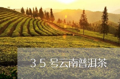 35号云南普洱茶/2023120448582