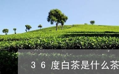 36度白茶是什么茶/2023071348383