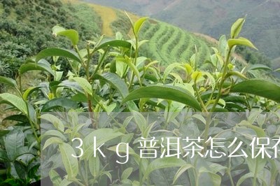 3kg普洱茶怎么保存/2023093093727