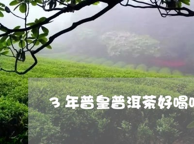 3年普皇普洱茶好喝吗/2023072271707