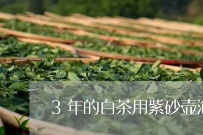 3年的白茶用紫砂壶泡好不好/2023073088503