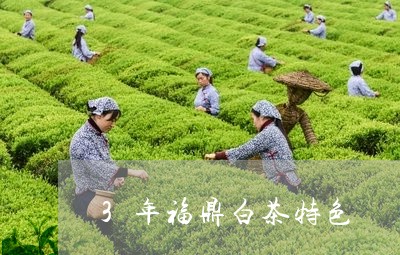 3年福鼎白茶特色/2023112600704