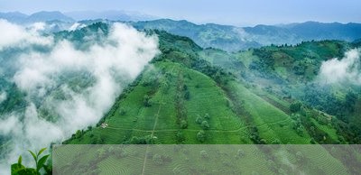 3秒普洱茶饼包装视频/2023092996158