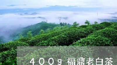 400g福鼎老白茶/2023120343926