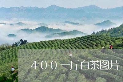 400一斤白茶图片/2023071352594