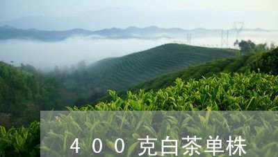 400克白茶单株/2023111700683