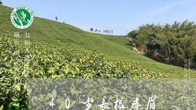 40岁长根寿眉/2023112422713