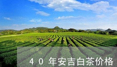 40年安吉白茶价格/2023121516150