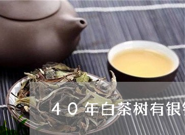 40年白茶树有银针吗/2023092717359