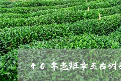 40年老班章王古树茶/2023092457337