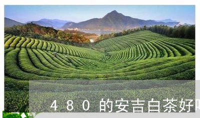 480的安吉白茶好吗/2023092791685