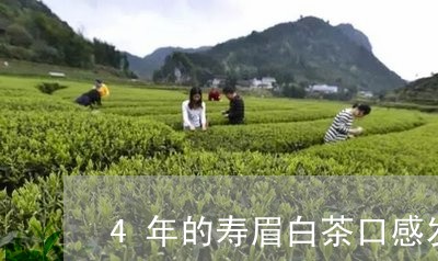 4年的寿眉白茶口感发涩/2023092484136