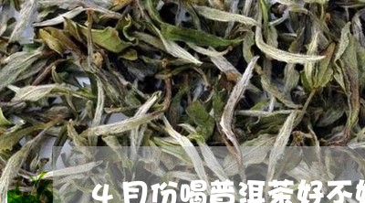 4月份喝普洱茶好不好呢/2023082403046