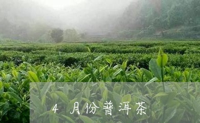 4月份普洱茶/2023090639481