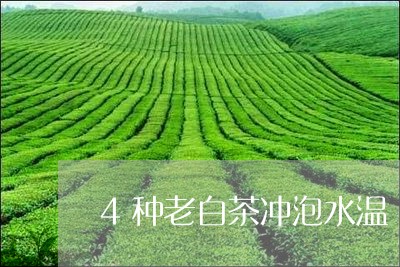 4种老白茶冲泡水温/2023071359705