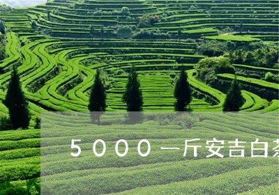 5000一斤安吉白茶/2023092794947