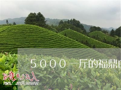 5000一斤的福鼎白茶/2023092104838