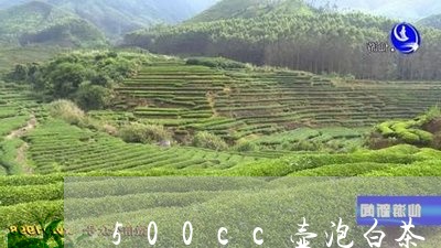 500cc壶泡白茶/2023071440403