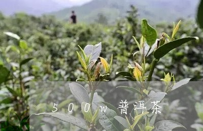 500w普洱茶/2023112680605