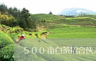 500亩白茶招合伙人/2023092769472