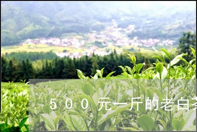 500元一斤的老白茶/2023092707350